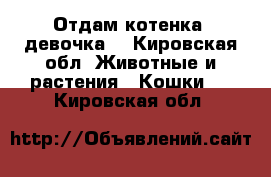 Отдам котенка( девочка) - Кировская обл. Животные и растения » Кошки   . Кировская обл.